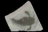 Eurypterus (Sea Scorpion) Fossil - New York #131488-1